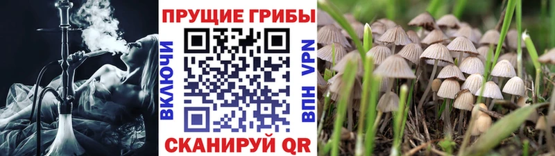 Галлюциногенные грибы мицелий  Купить закладки  Александров 